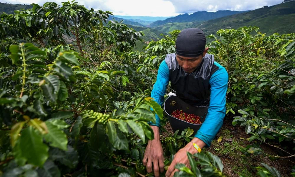 Προβλήματα στη συγκομιδή καφέ - Πόσο κινδυνεύουμε να ξεμείνουμε
